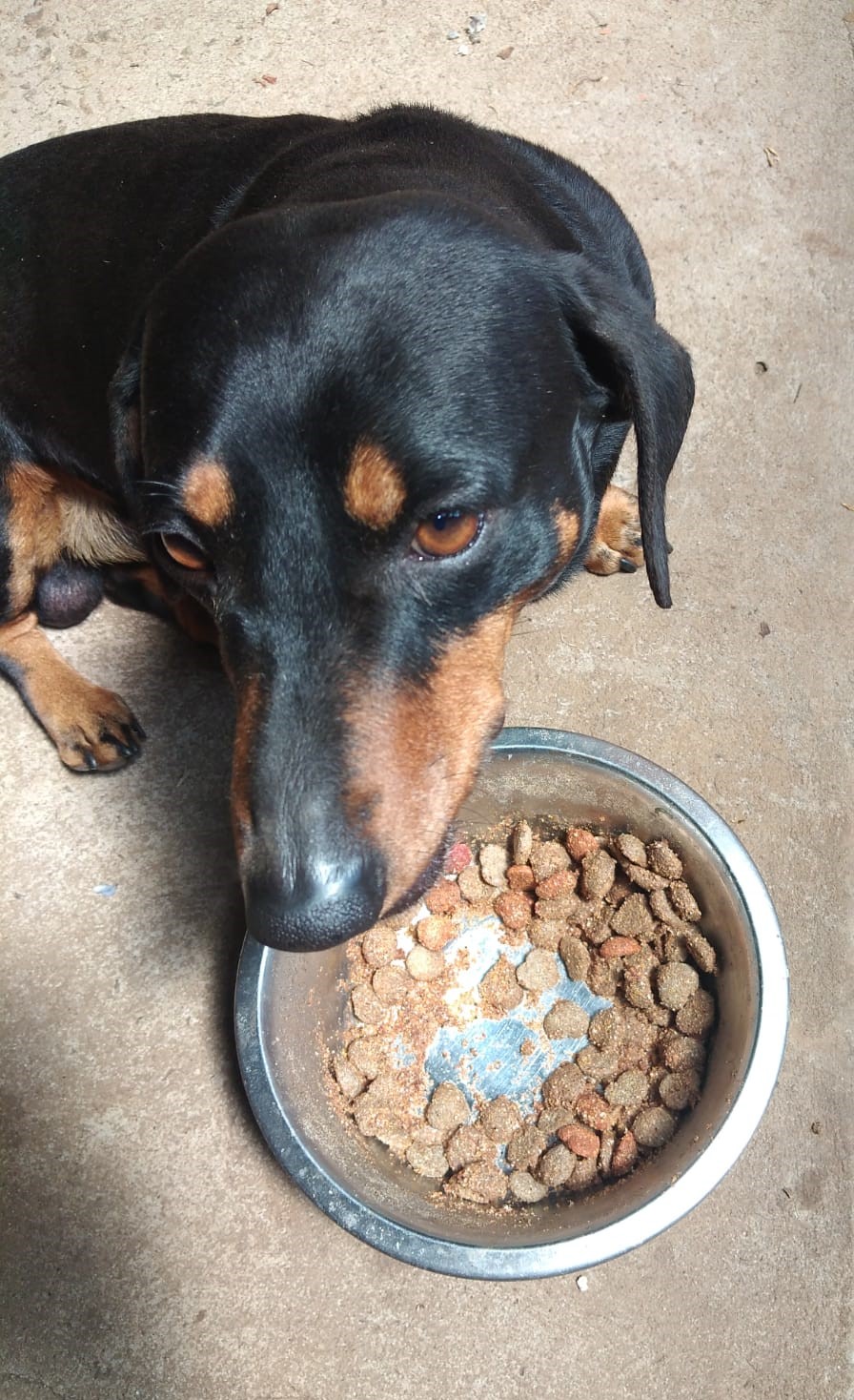 #372 - Adopt - Cokie – 5-Year-Old Dachshund in Centurion, Gauteng 2 #372 – Adopt – Cokie – 5-Year-Old Dachshund in Centurion, Gauteng