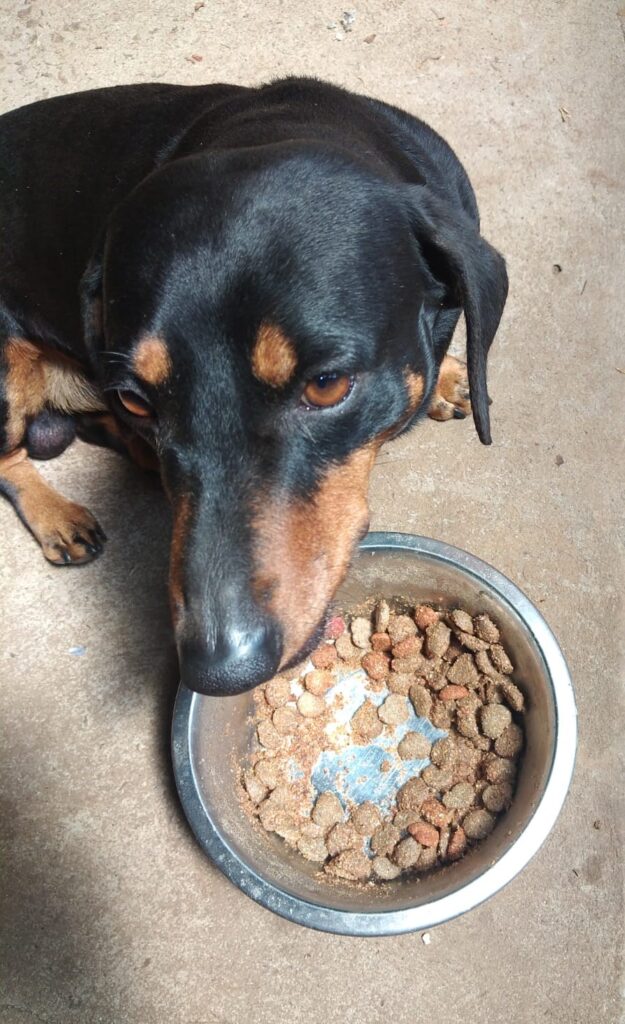 #372 - Adopt - Cokie – 5-Year-Old Dachshund in Centurion, Gauteng 1 Cokie the lovable Dachshund looking for a forever home in Gauteng