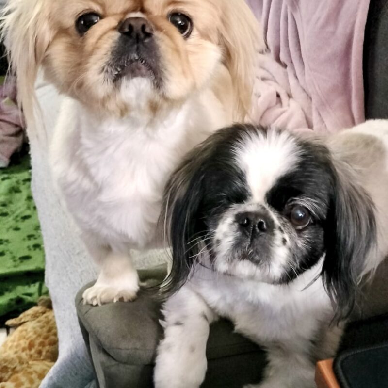 Bonded pair of Pekingese available for adoption in Gauteng