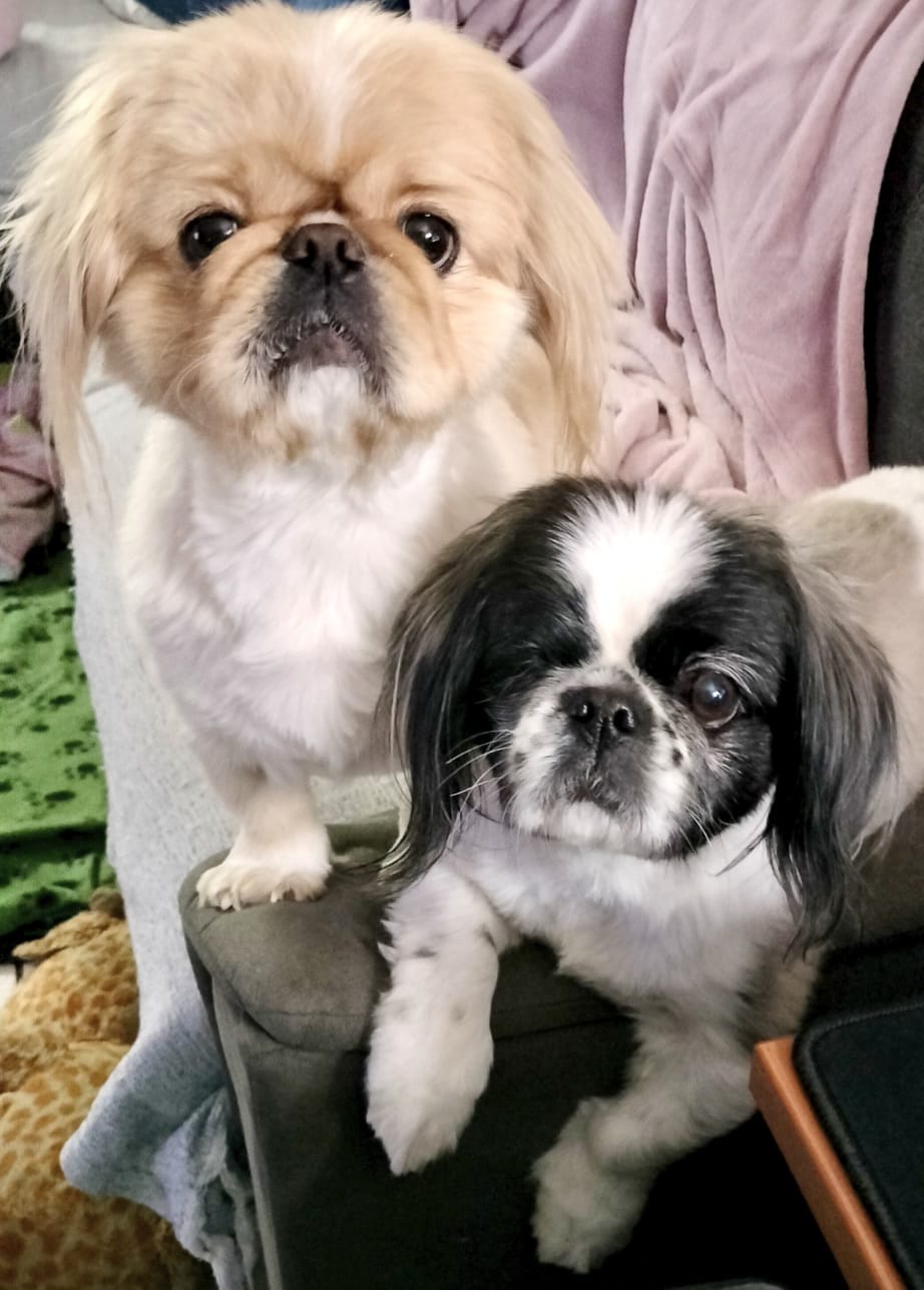 #380 – Adopt Boeing & Cessna – Bonded Male Pekingese Pair – Centurion, Gauteng 5 #380 – Adopt Boeing & Cessna – Bonded Male Pekingese Pair – Centurion, Gauteng