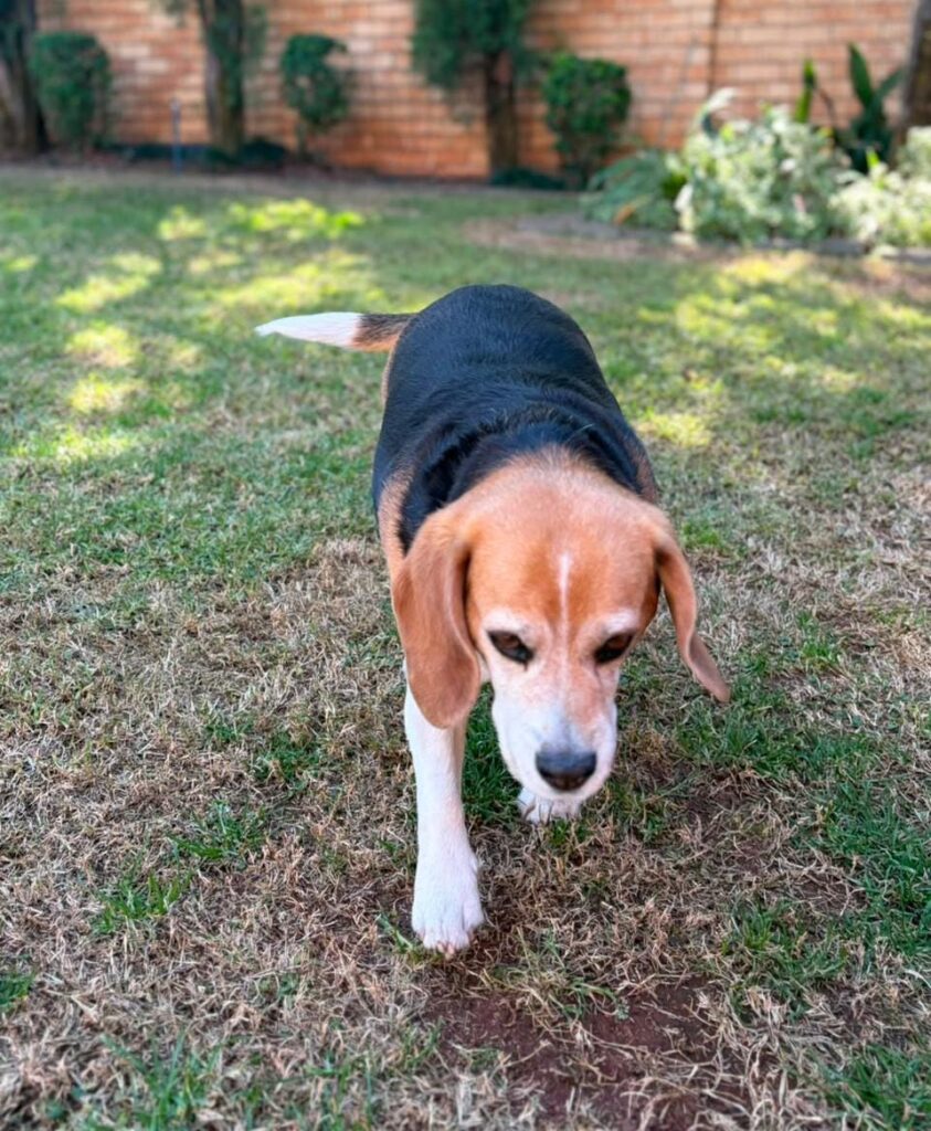 #377 - Adopt - Mckenzie – 6-Year-Old Female Beagle in Centurion, Gauteng 1 Beagle adoption Centurion – meet 6-year-old Mckenzie
