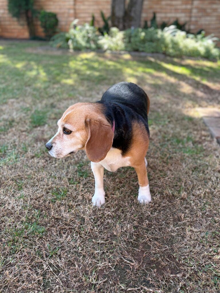 #377 - Adopt - Mckenzie – 6-Year-Old Female Beagle in Centurion, Gauteng 2 Healthy sterilised female Beagle Mckenzie for adoption in Centurion