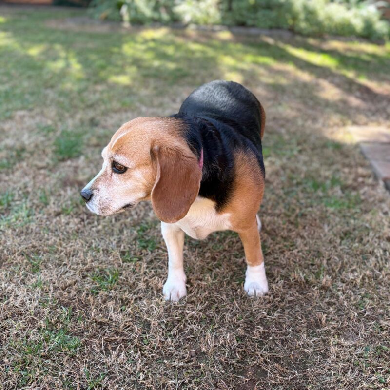 6-year-old Beagle for adoption through Little Doggy Rescue in Gauteng