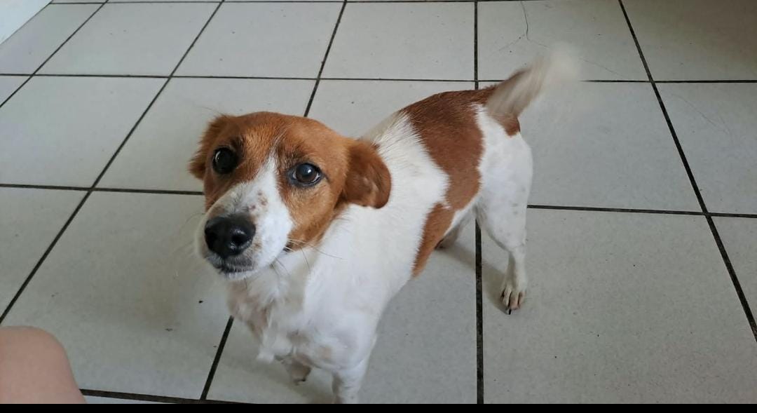 #378 – Adopt Lappies – Female Jack Russell – Cape Town, Western Cape