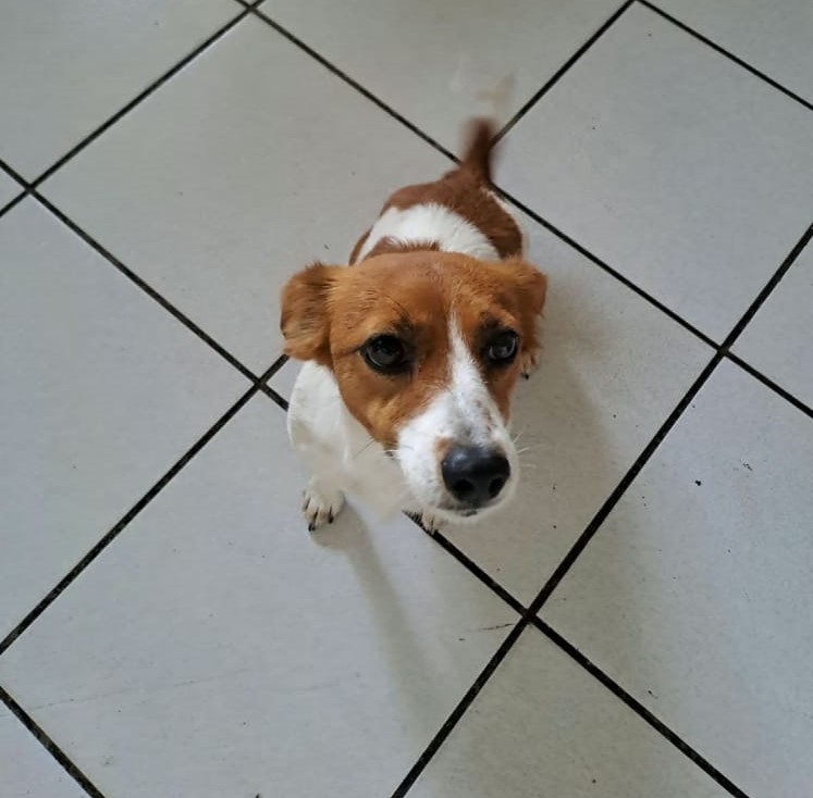 Lappies, an energetic female Jack Russell in Western Cape available for adoption