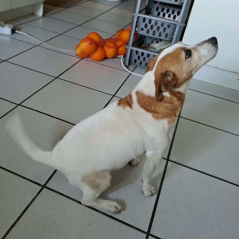 Terrie, a 10-year-old male Jack Russell for adoption in Cape Town