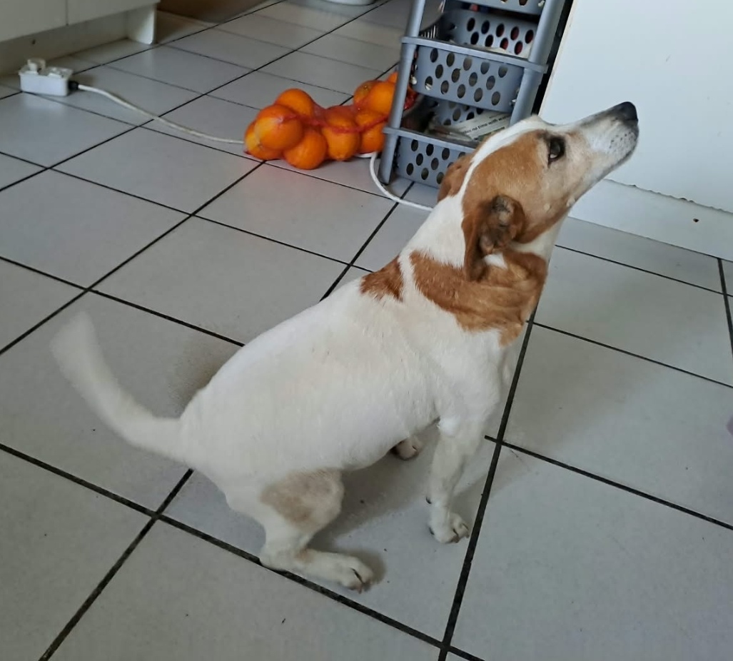 #379 – Adopt Terrie – 10-Year-Old Male Jack Russell – Cape Town, Western Cape