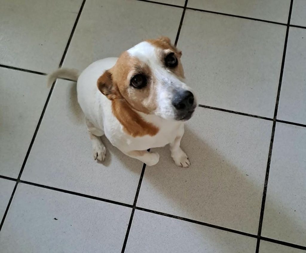 #379 – Adopt Terrie – 10-Year-Old Male Jack Russell – Cape Town, Western Cape 2 Terrie, a senior male Jack Russell looking up at the camera