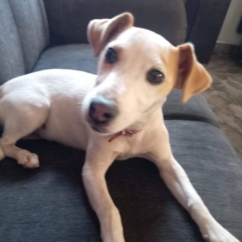 Kenzie a female Jack Russel available for adoption in Gauteng