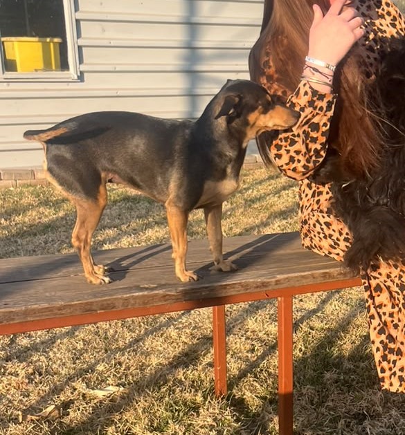 #369 - Adopt - Lente -Doberman Pinscher Mix in North West 1 Lente, 8-year-old female Doberman Pinscher mix for adoption in Skeerpoort near Hartbeespoort, North West ready for adoption