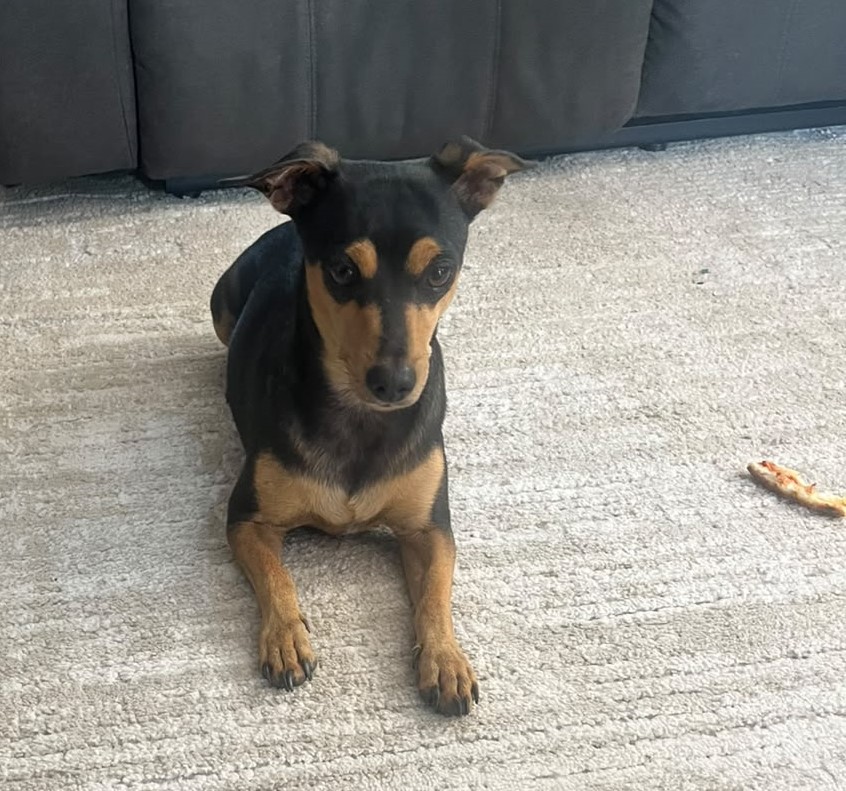 #369 - ALREADY Adopted - Lente -Doberman Pinscher Mix 1 Lente, Doberman mix, available for adoption