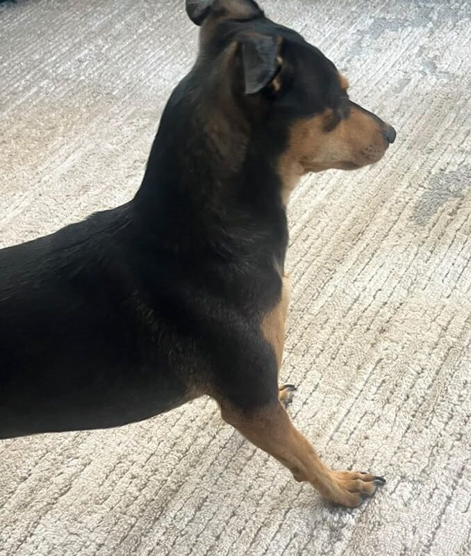 Doberman pincher mix available for adoption in Gauteng