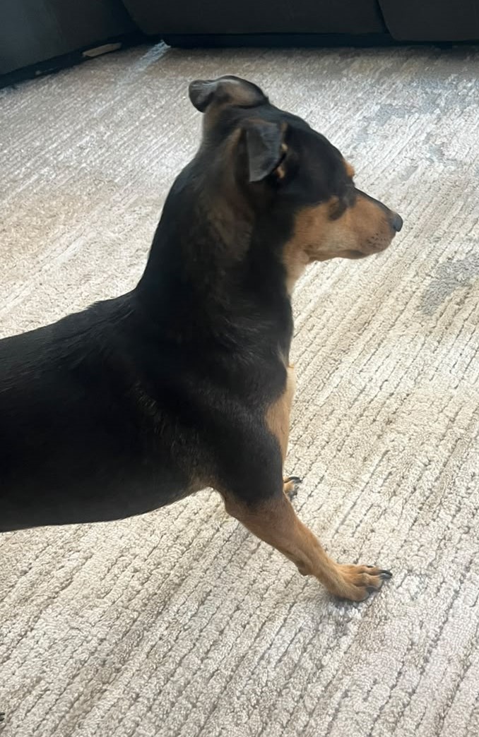 #369 – ALREADY Adopted – Lente -Doberman Pinscher Mix