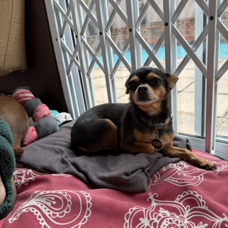 Violet, a Chihuahua available for adoption in Musgrave, Durban