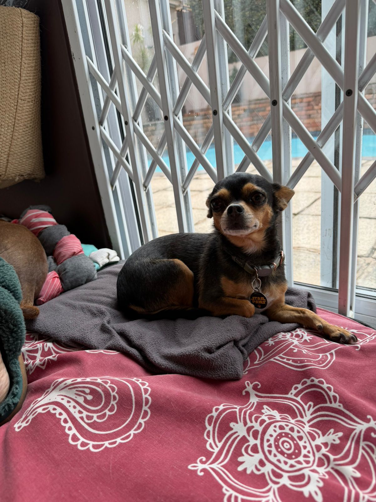 #368 – Adopt – Violet, 9-Year-Old Female Chihuahua, Musgrave, Durban 1 #368 – Adopt – Violet, 9-Year-Old Female Chihuahua, Musgrave, Durban