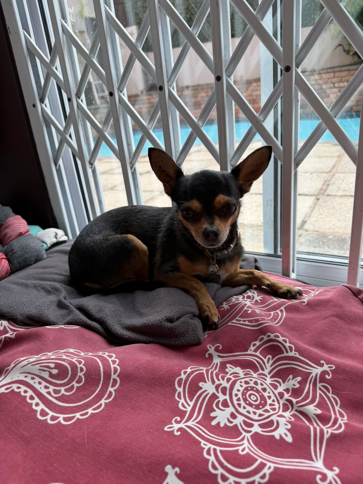 Violet, a Chihuahua available for adoption, relaxing on her pillow with her ears standing up