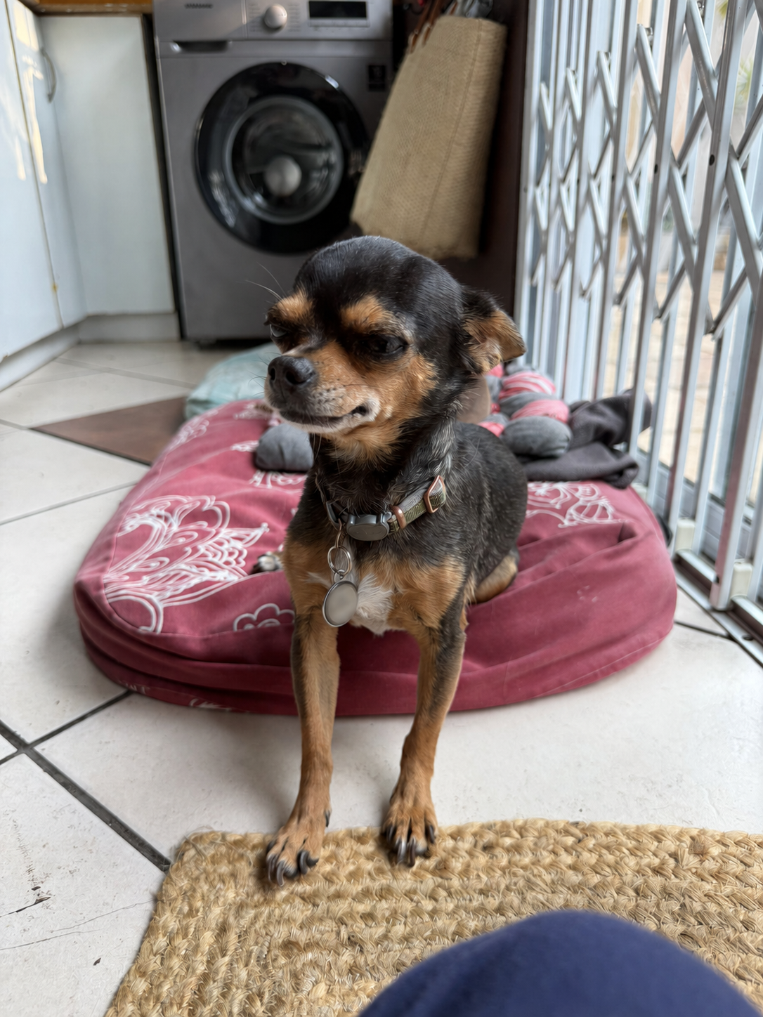 Violet, a Chihuahua available for adoption, standing beside her pillow in Durban