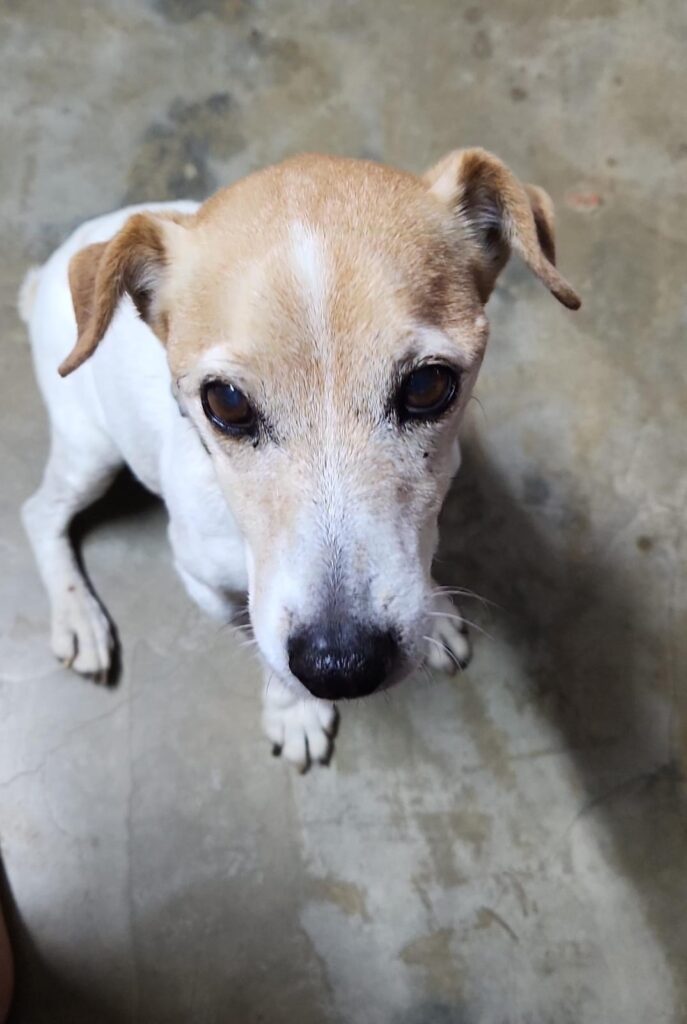 enior Jack Russell Rose sitting on three legs