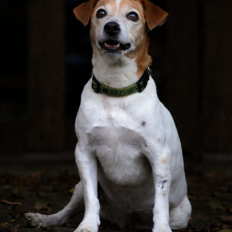Rose the female Jack Russell looking for a loving home in Gauteng