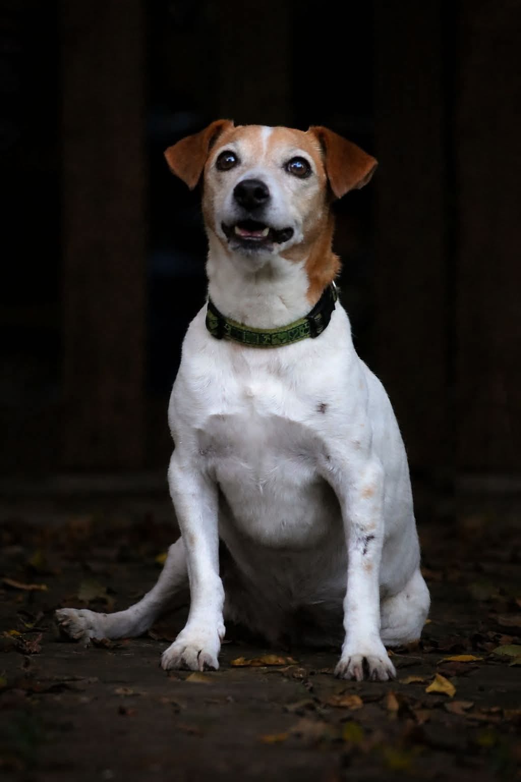 #382 – Adopt Rose – Approx. 12-Year-Old Female Jack Russell – Pretoria, Gauteng 1 #382 – Adopt Rose – Approx. 12-Year-Old Female Jack Russell – Pretoria, Gauteng