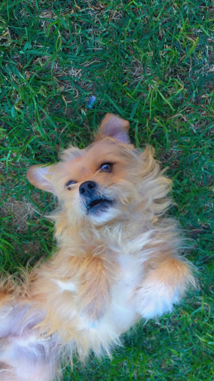 TJ, a 5-year-old male Yorkie mix for adoption in Johannesburg