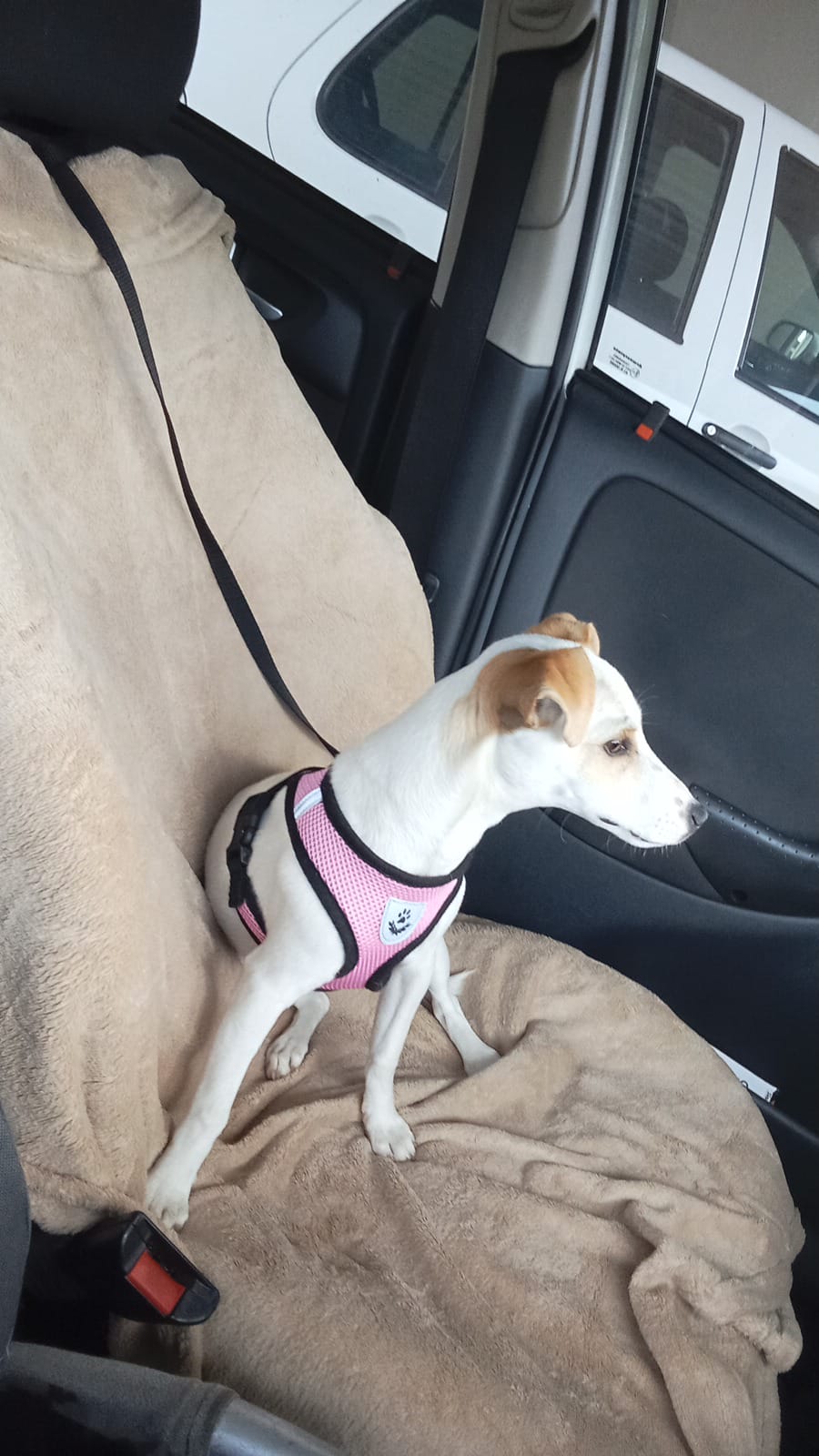 Kenzie, a 1-year-5-month-old female Jack Russell for adoption in Johannesburg, Gauteng