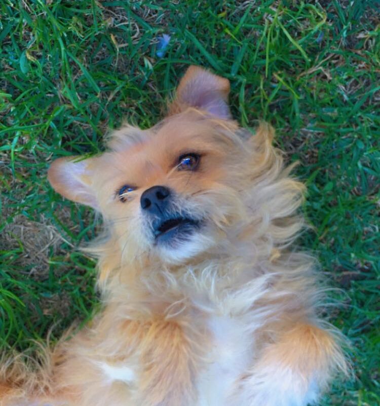TJ - Yorkie mix available for adoption in Gauteng