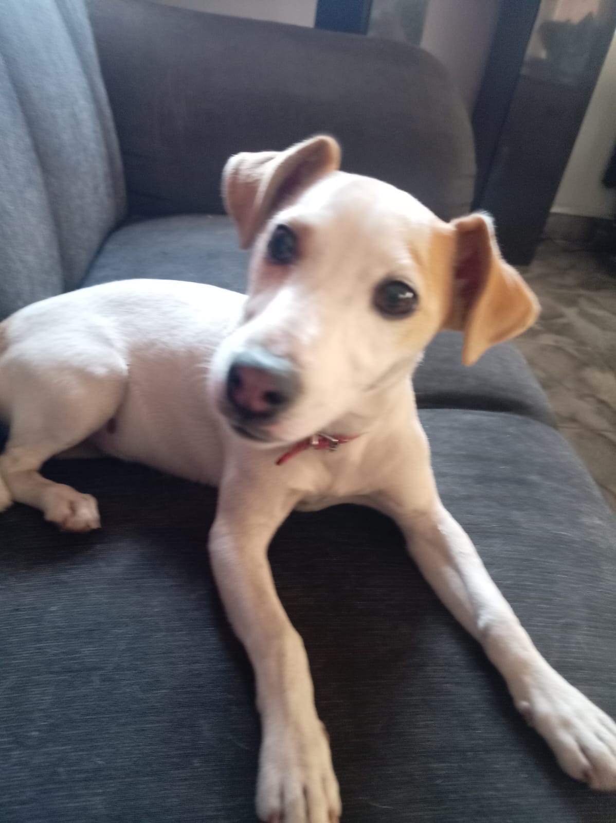 Kenzie, a 1-year-5-month-old female Jack Russell for adoption in Johannesburg, Gauteng