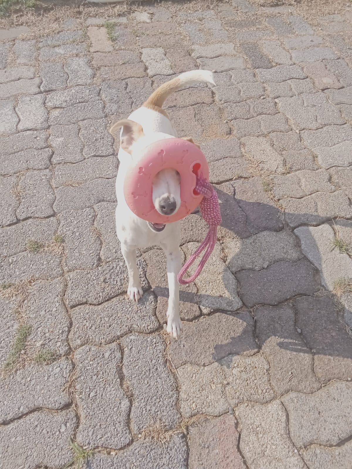 Kenzie, a 1-year-5-month-old female Jack Russell for adoption in Johannesburg, Gauteng