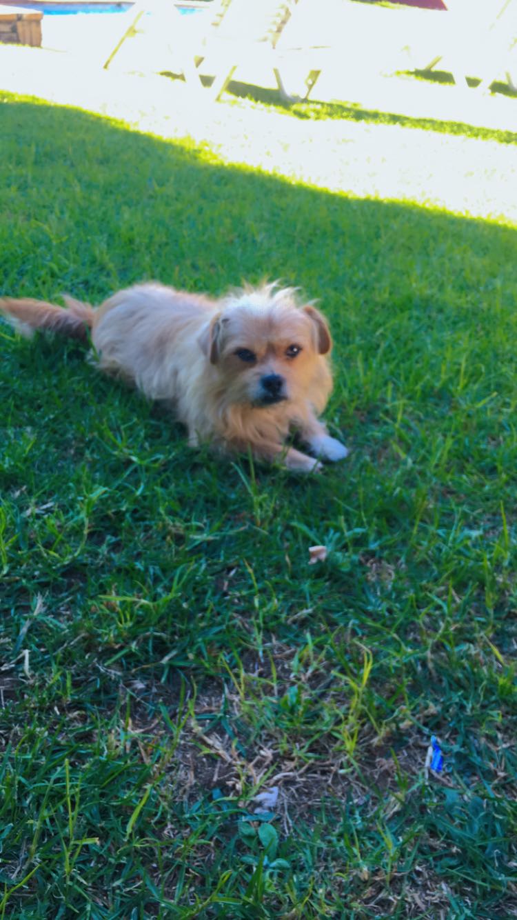 TJ, a small Yorkie mix looking for a loving home in Johannesburg