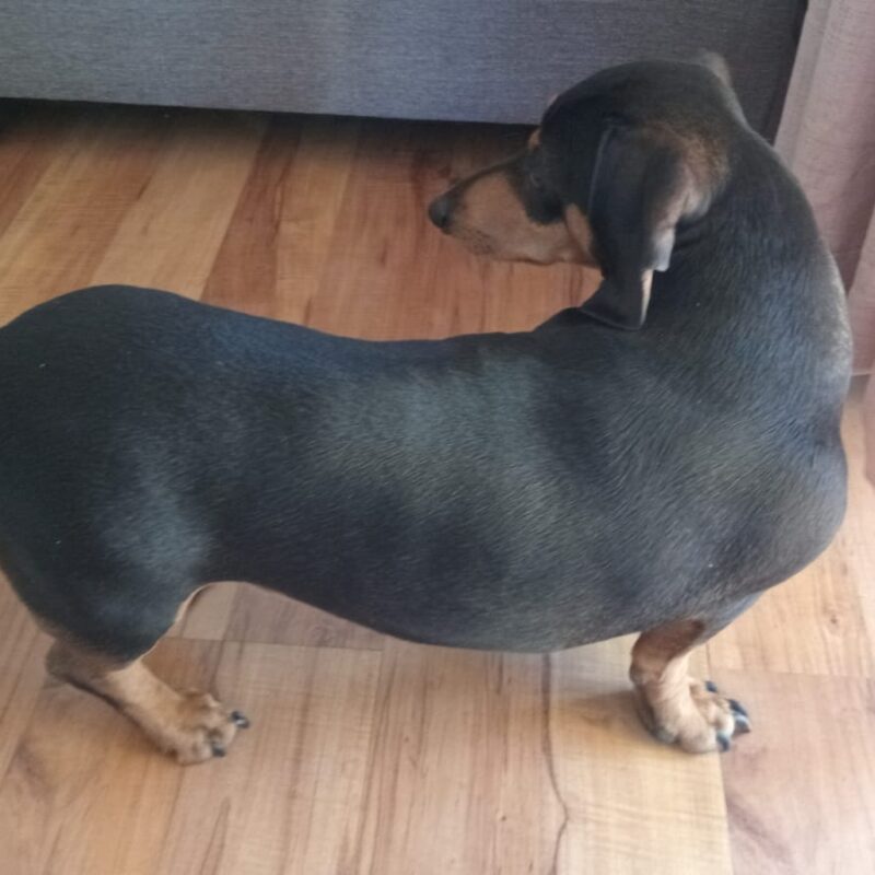 Jock – A Sweet Little Fellow with Plenty of Personality