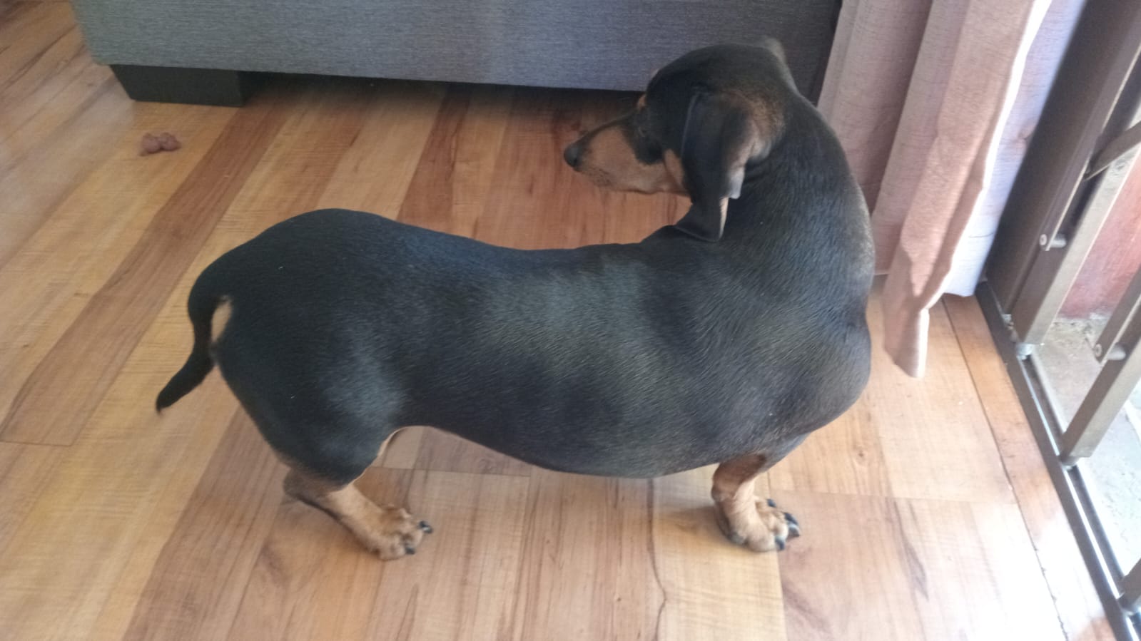 #383 – Adopt Jock – 1½-Year-Old Male Dachshund – Durban, KwaZulu-Natal