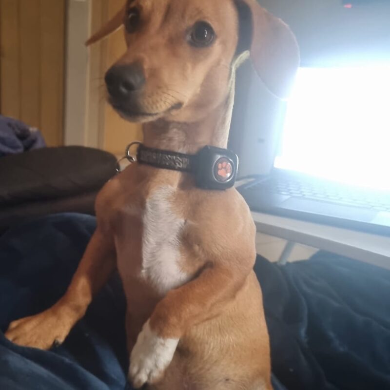 Cody – Male Dachshund for Adoption in Krugersdorp