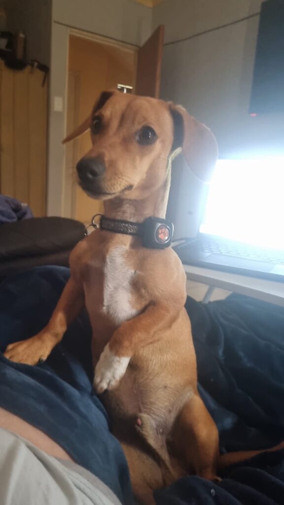 eet Cody, a sweet, sociable 1-year-old male Dachshund for adoption in Krugersdorp