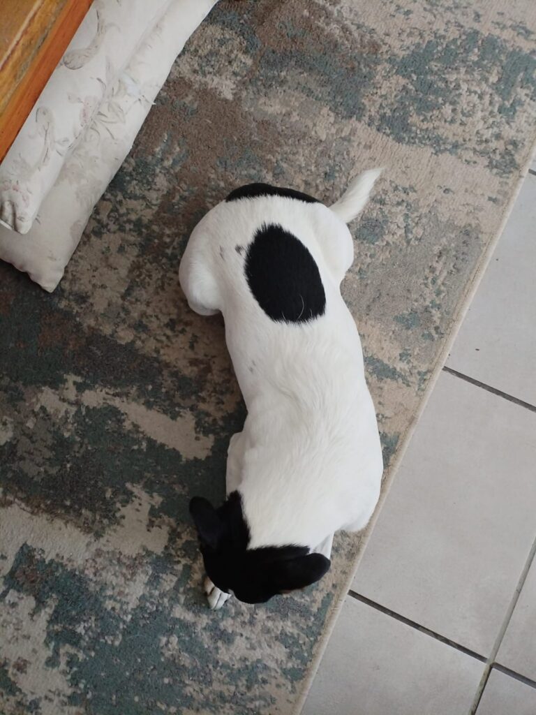 Izzy, a 5-year-old female long-legged Jack Russell cross for adoption in Parklands, Western Cape.