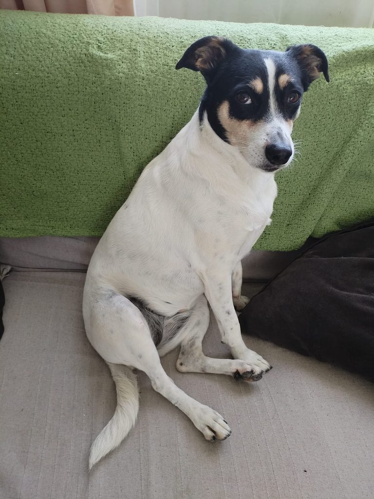 Beautiful Izzy, a female Jack Russell cross from Parklands looking for a caring new home.