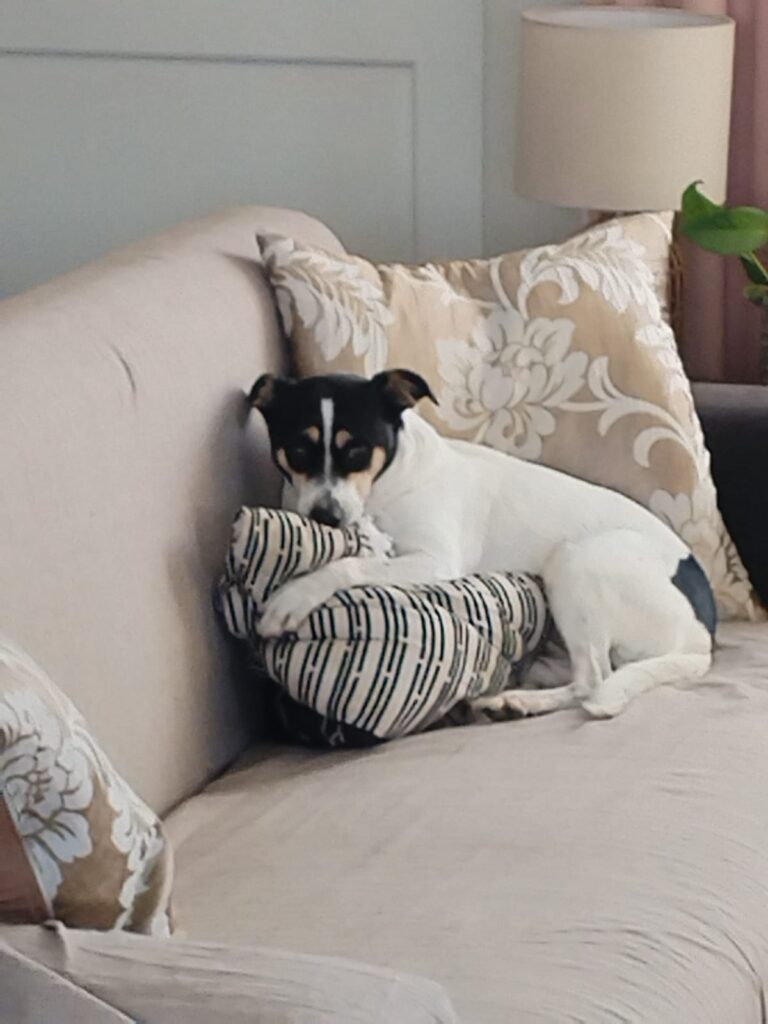 eautiful Izzy, a female Jack Russell cross from Parklands looking for a caring new home.