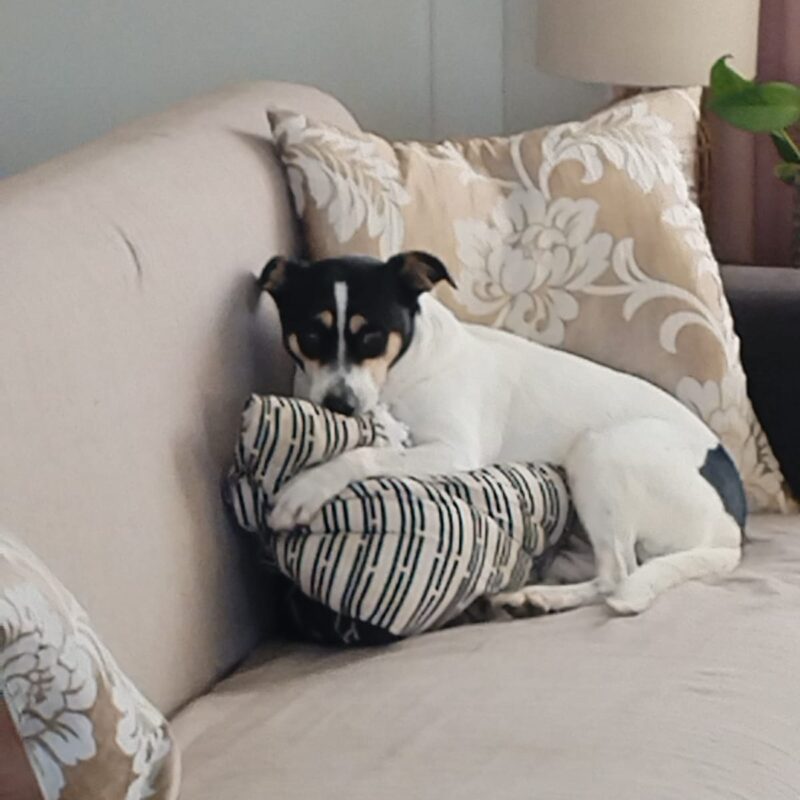 Meet Izzy, a loving long-legged Jack Russell cross looking for a forever home in Cape Town.