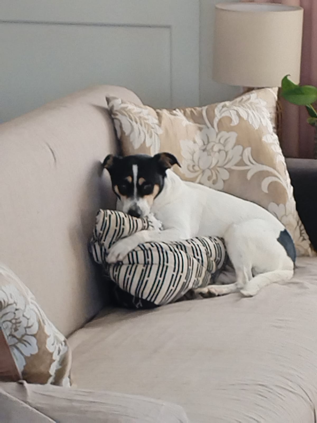 #386 – Adopt Izzy – 5-Year-Old Female Long-Legged Jack Russell Cross – Parklands, Western Cape 2 #386 – Adopt Izzy – 5-Year-Old Female Long-Legged Jack Russell Cross – Parklands, Western Cape