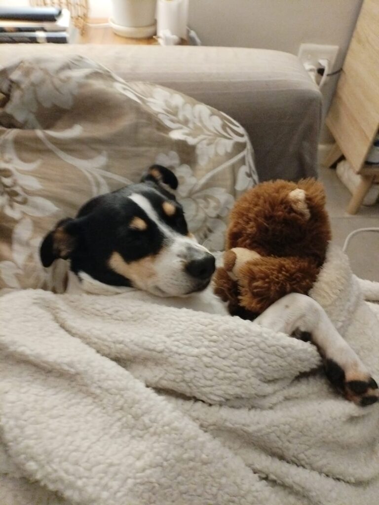 Meet affectionate Izzy, a long-legged Jack Russell cross who loves spending time with her family.