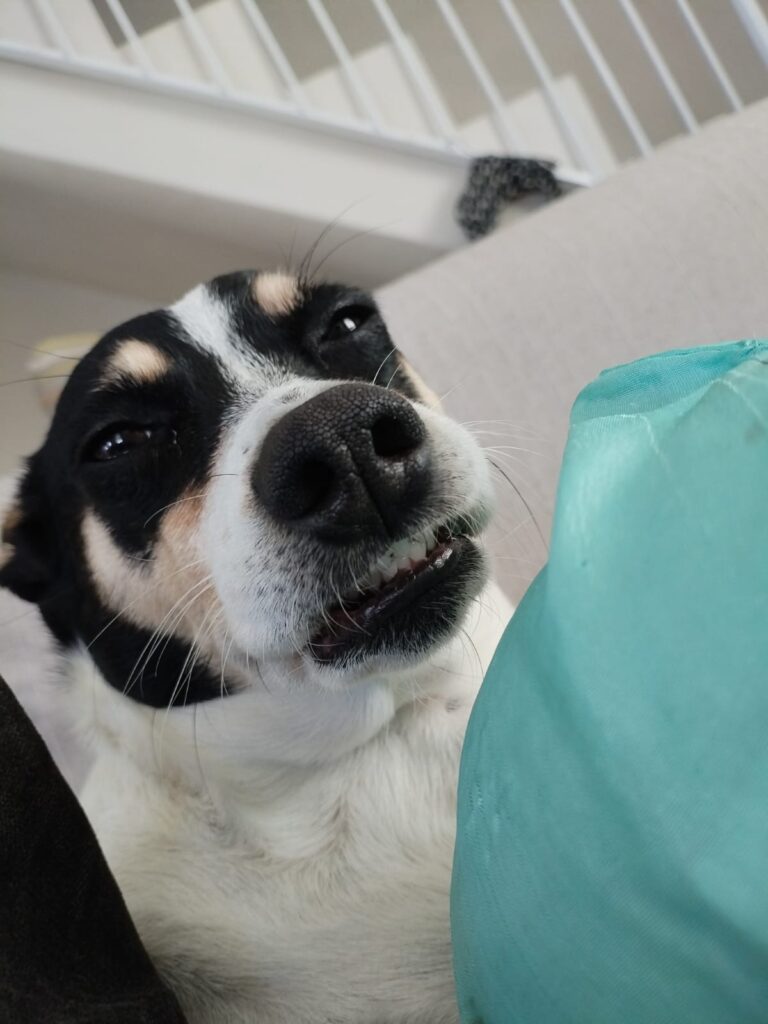 zzy, a sterilised 5-year-old long-legged Jack Russell cross available for adoption in Cape Town.
