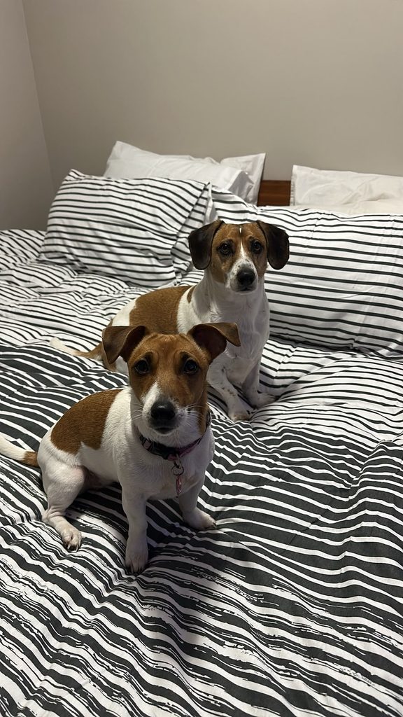 Meet Dexter, a lovable Jack Russell Beagle mix looking for a new home with Roxy.