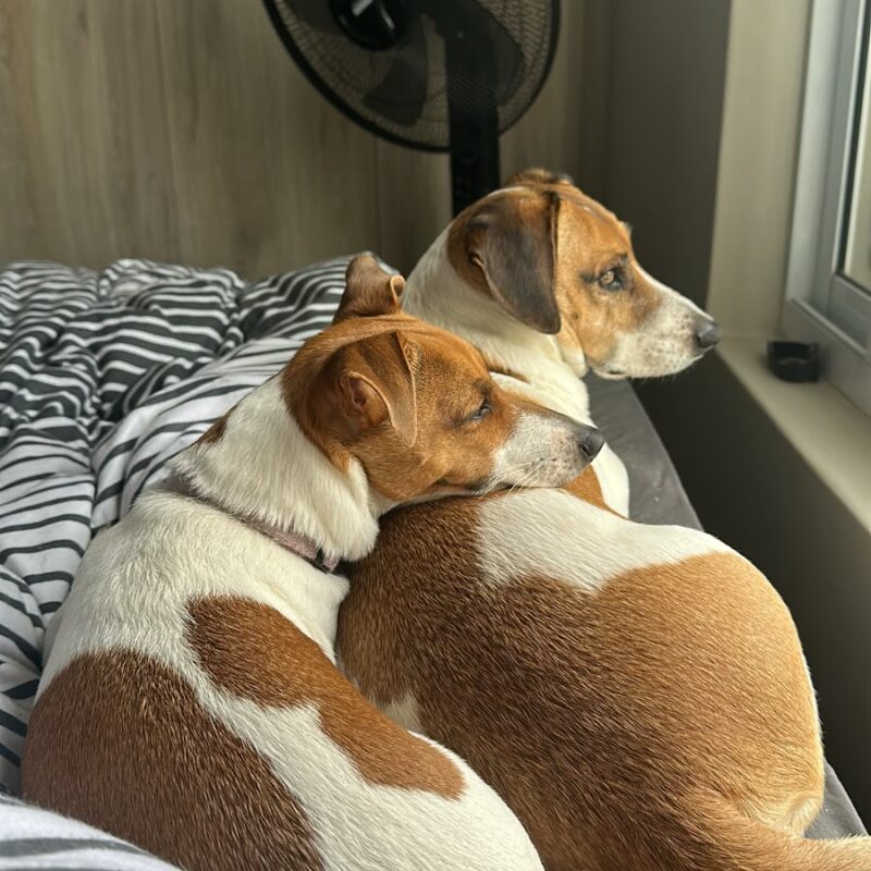 Dexter and Roxy Jack Russell X Beagle cross and Jack Russel up for adoption in Somerset West.