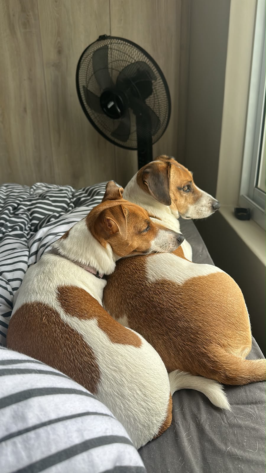#387 – URGENT Adopt Dexter & Roxy Together – Jack Russell Cross & Jack Russell – Somerset West, Western Cape 1 #387 – URGENT Adopt Dexter & Roxy Together – Jack Russell Cross & Jack Russell – Somerset West, Western Cape
