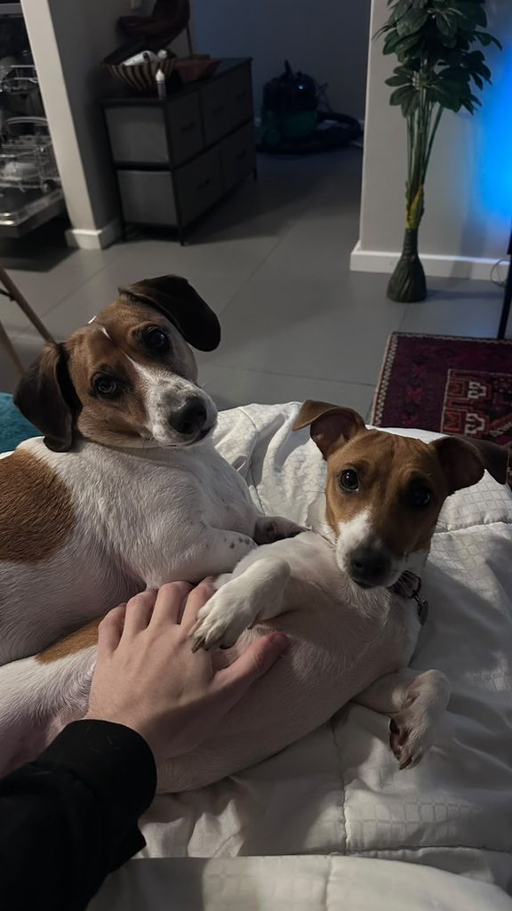 Dexter, an affectionate male Jack Russell cross and Roxy a female Jack Russel, urgently needing adoption in the Western Cape.