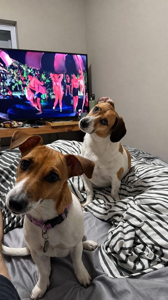 Roxy, an affectionate female Jack Russell and a Five-year-old Dexter, Jack Russell Beagle mix male seeking a loving forever home.