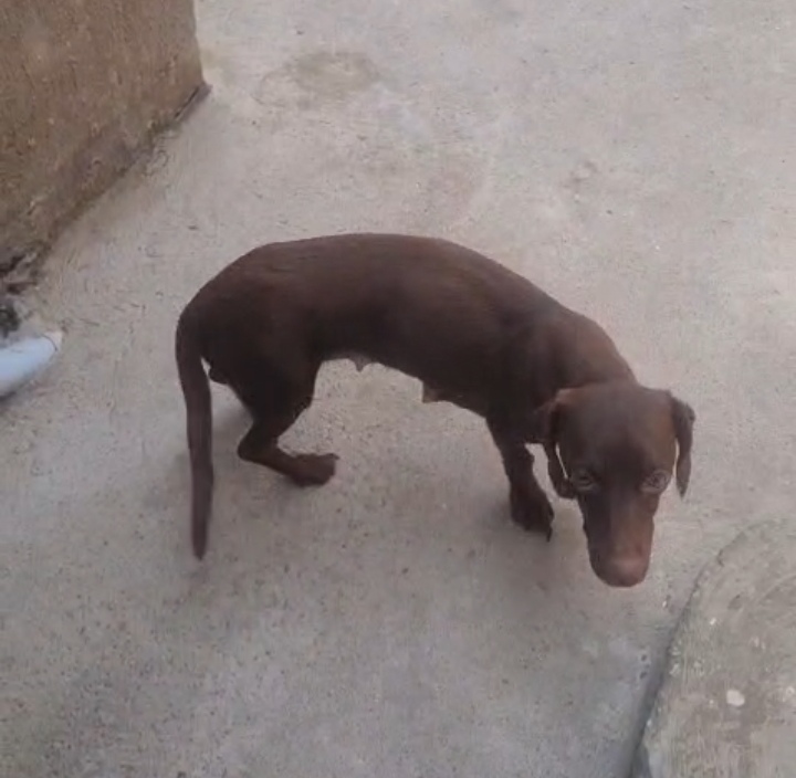 Bella, a friendly female Dachshund mix for adoption in Krugersdorp
