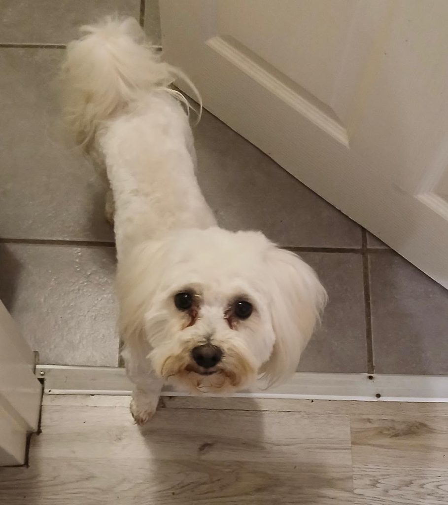 Bruno, a 3 kg male Maltese available for adoption in Gauteng