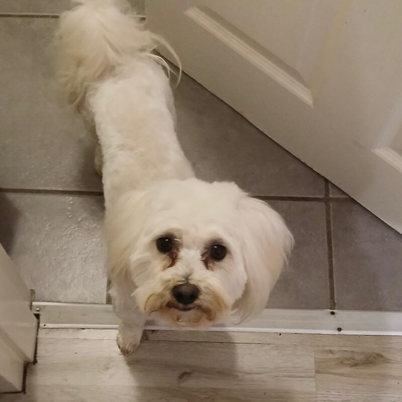 Bruno, a 5-year-old male Maltese for adoption in Johannesburg, Gauteng