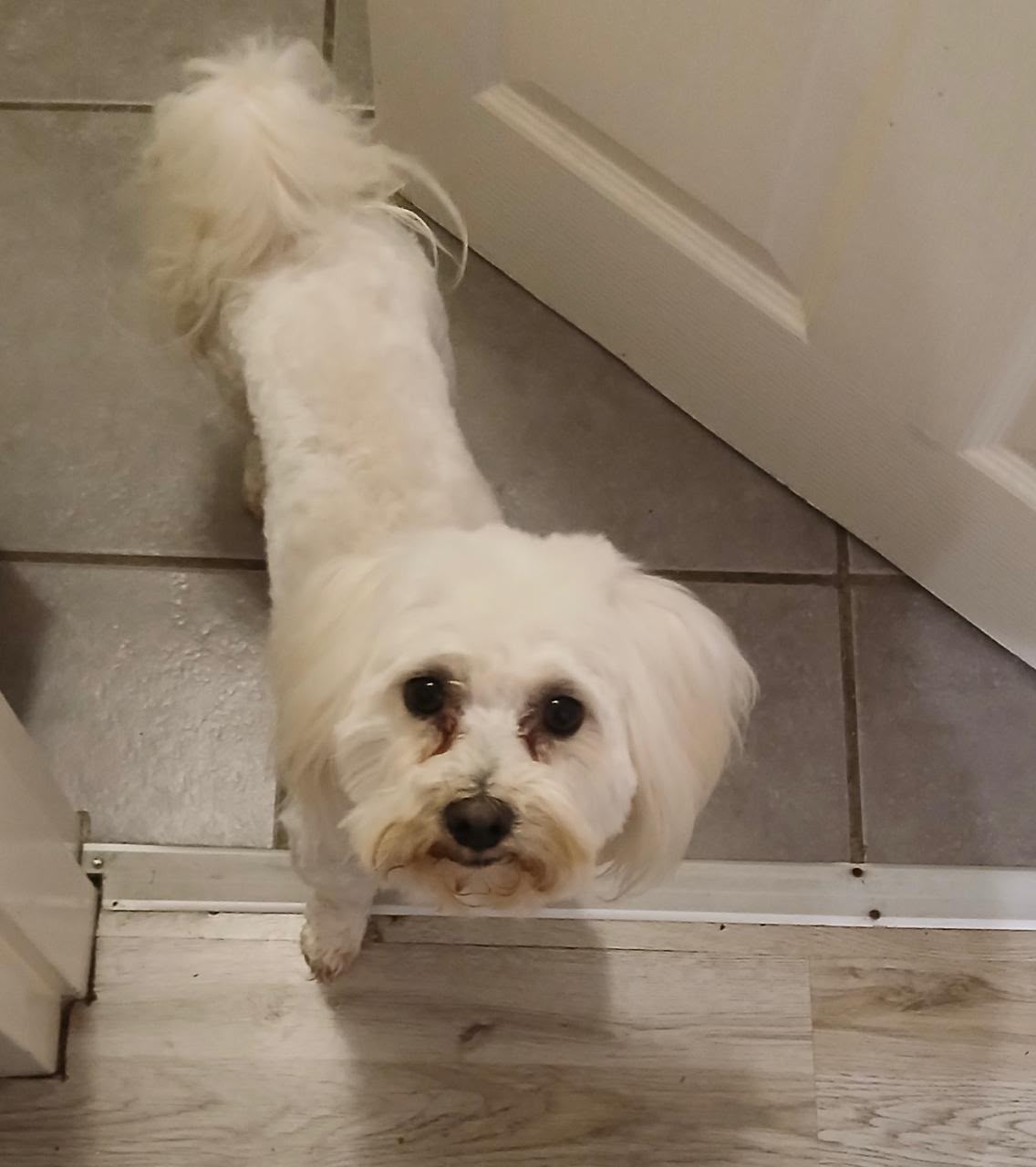 #388 – URGENT Adopt Bruno – 5-Year-Old Male Maltese – Johannesburg, Gauteng